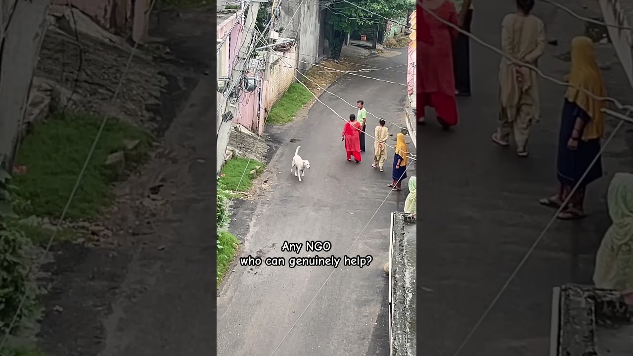 Urgent 🚨 #ngo #pet #streetdog #help #animalabuser #alcohol #viral