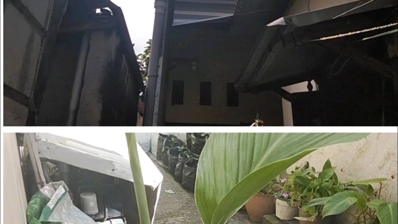 PANEN PUPUK TANPA BELI, TANPA BAU, MUDAH, HEMAT.