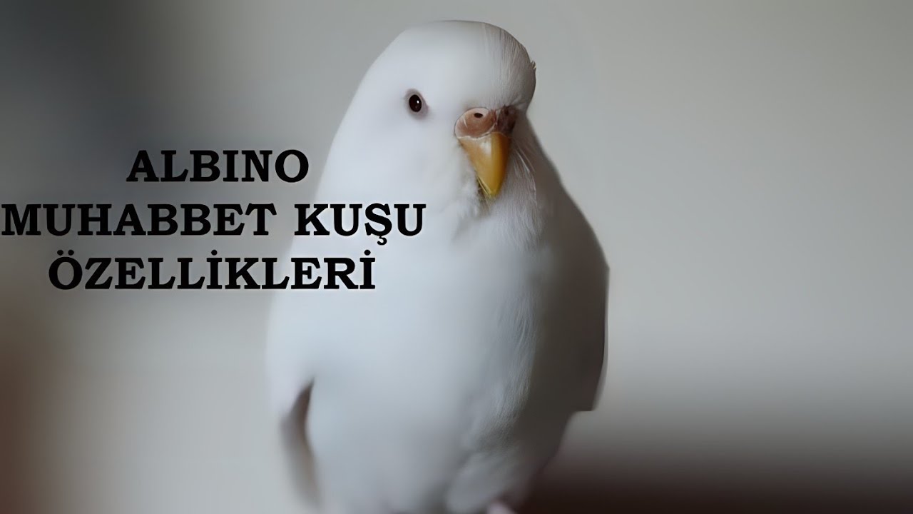Albino Muhabbet Kuşu Özellikleri Ve Bakımı