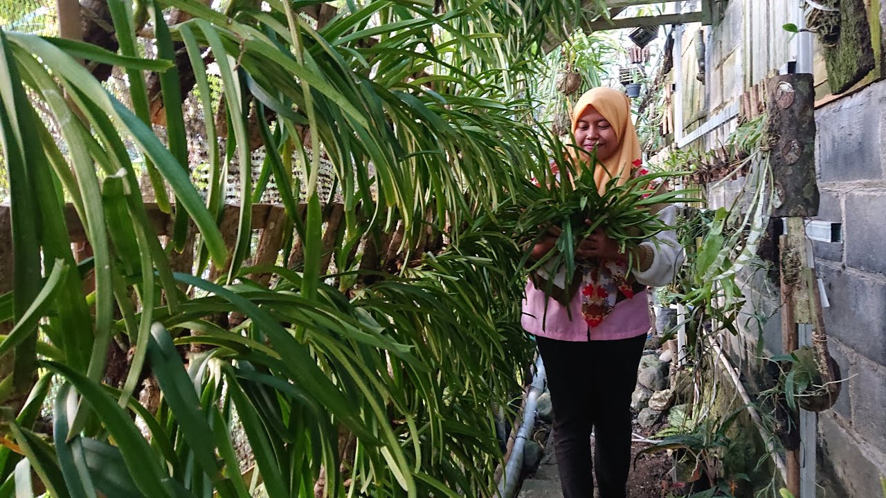 Anggrek ndeso murah meriah?anggrek spesies Retusa ekor tupai