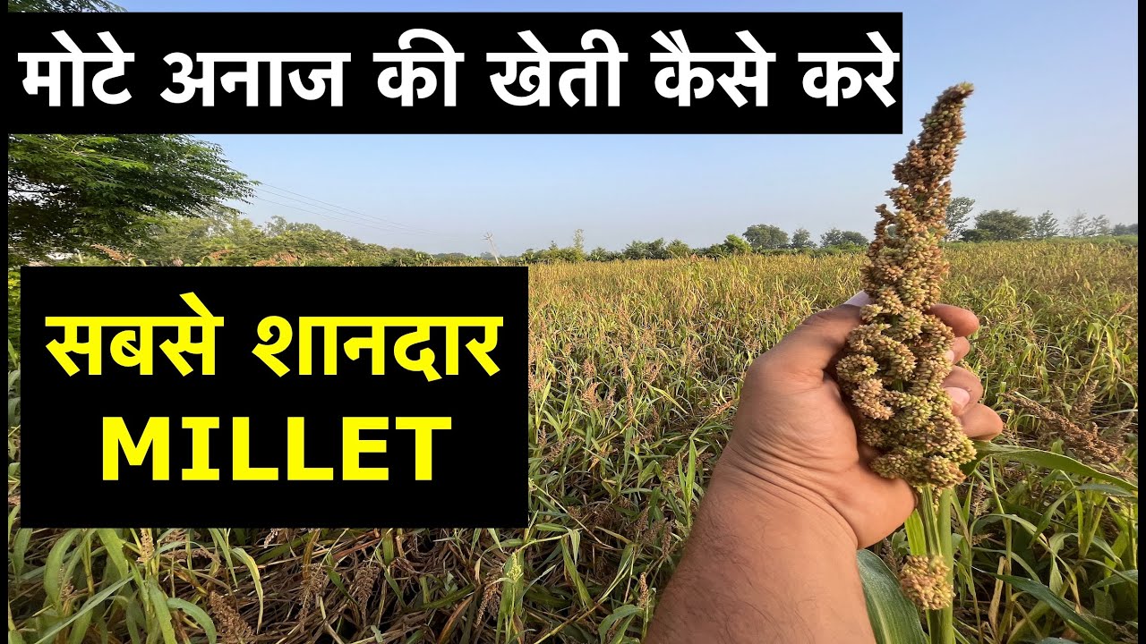 Everything About Barnyard Millet Farming | From Sowing To Harvesting | Health Benefits | हिंदी/HINDI