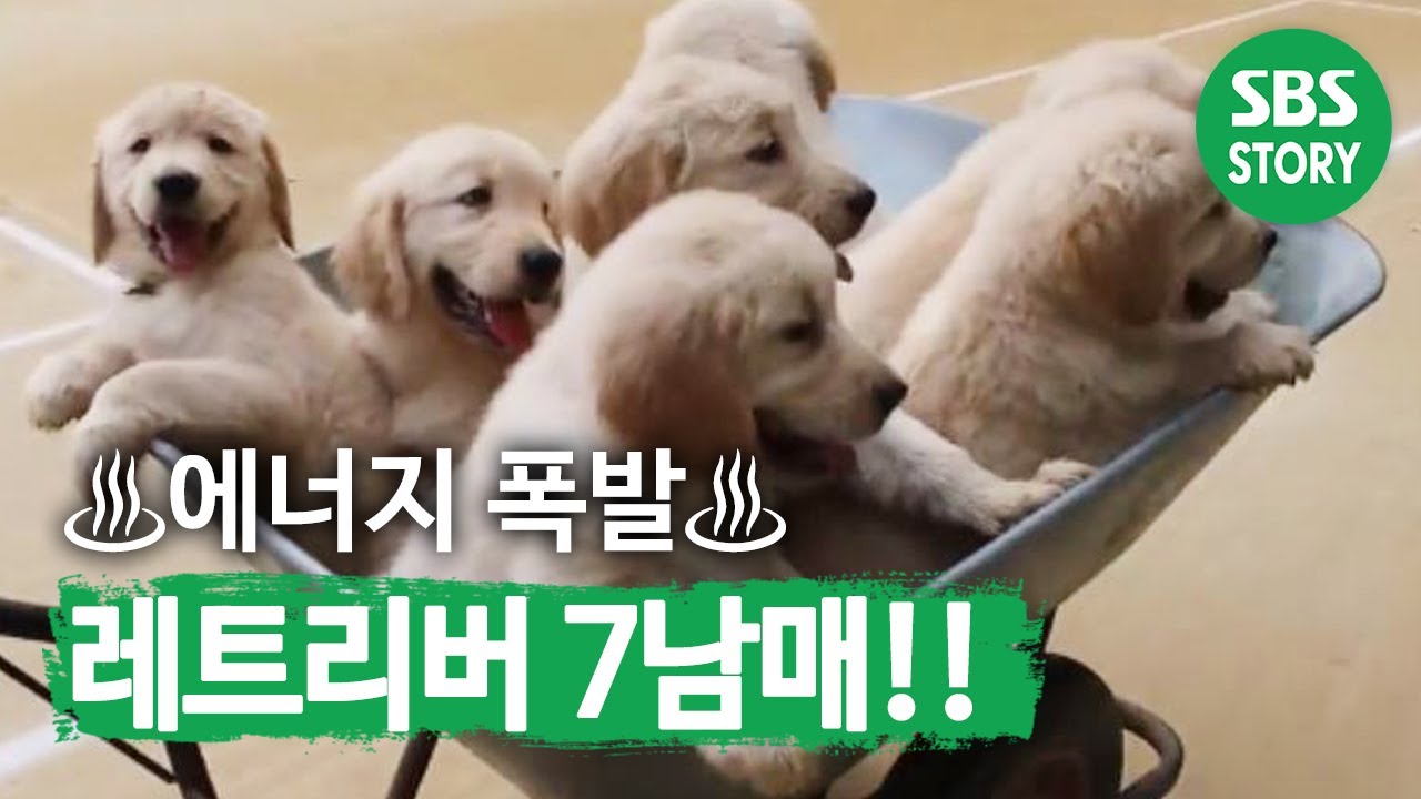 지치지 않는 7남매 체력에 &lsquo;마음이&rsquo;는 괴로워 @TV 동물농장 20170806