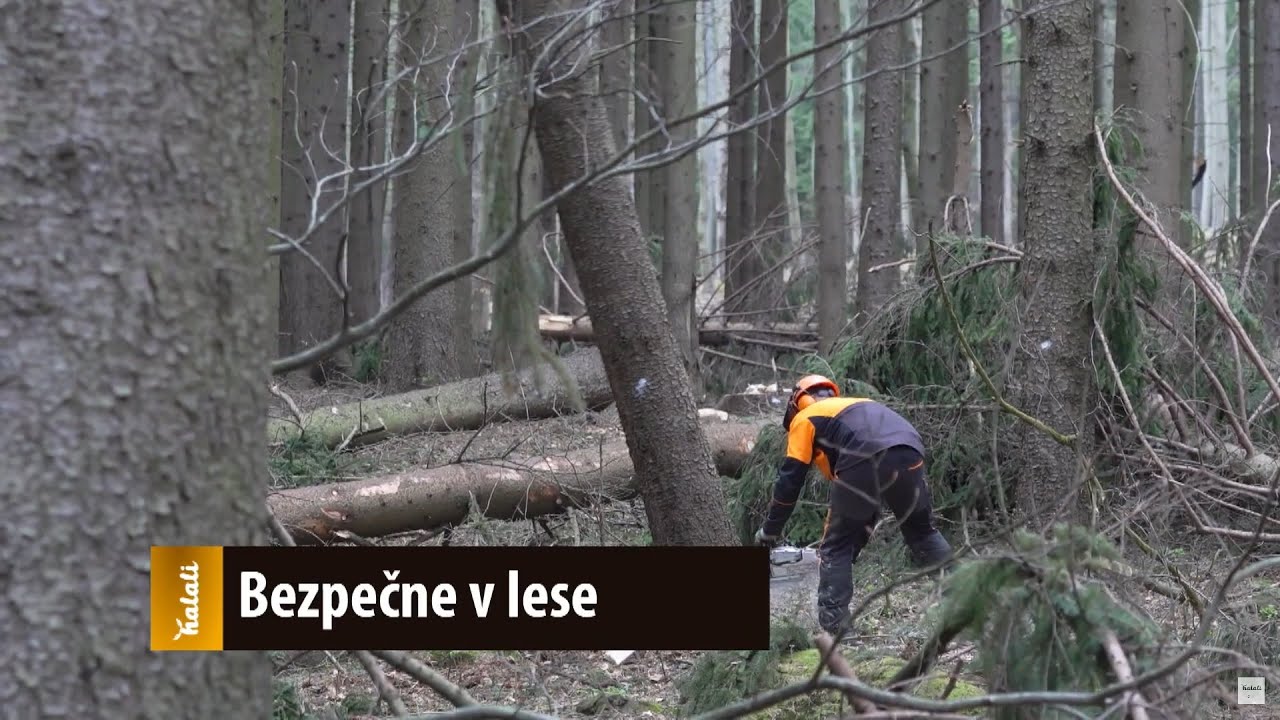 Bezpečne v lese