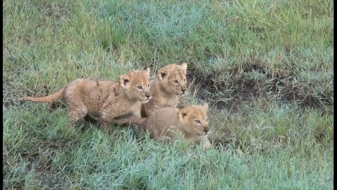 Adorable tiny chubby lion cub's with mom