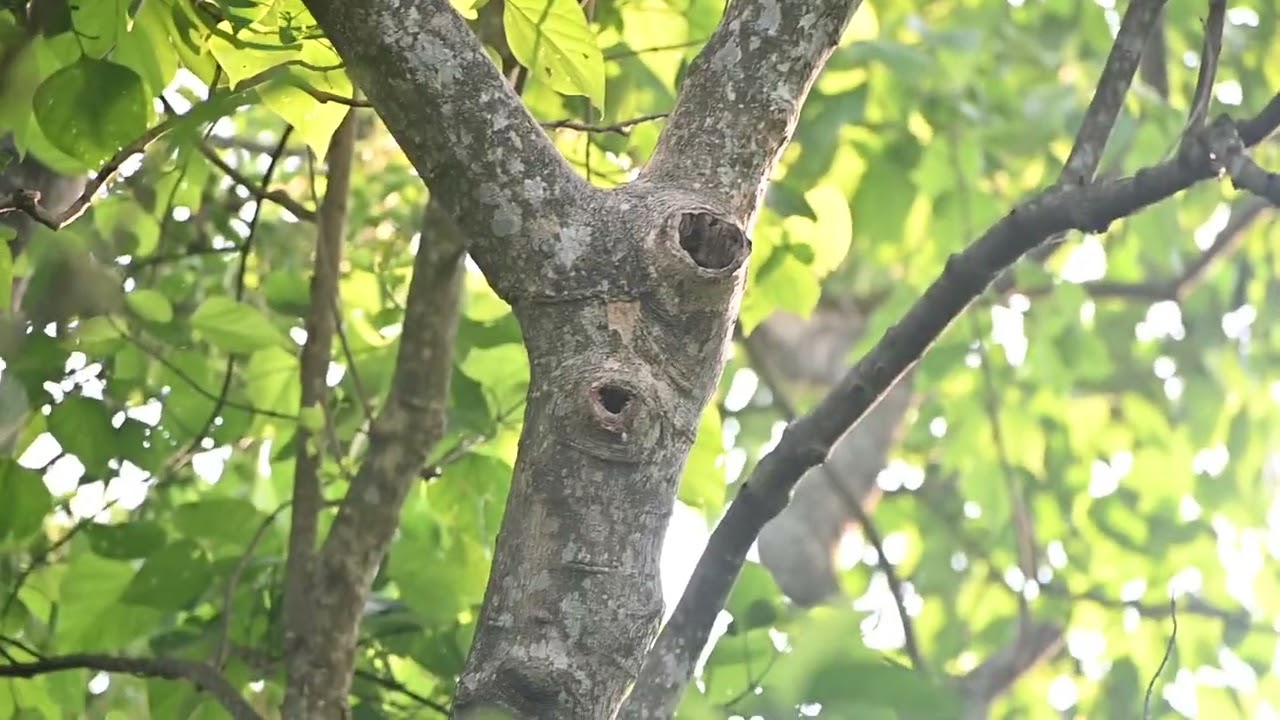 A stunning parakeet captured in the wild 🦜 Don’t forget to like, share, and subscribe!