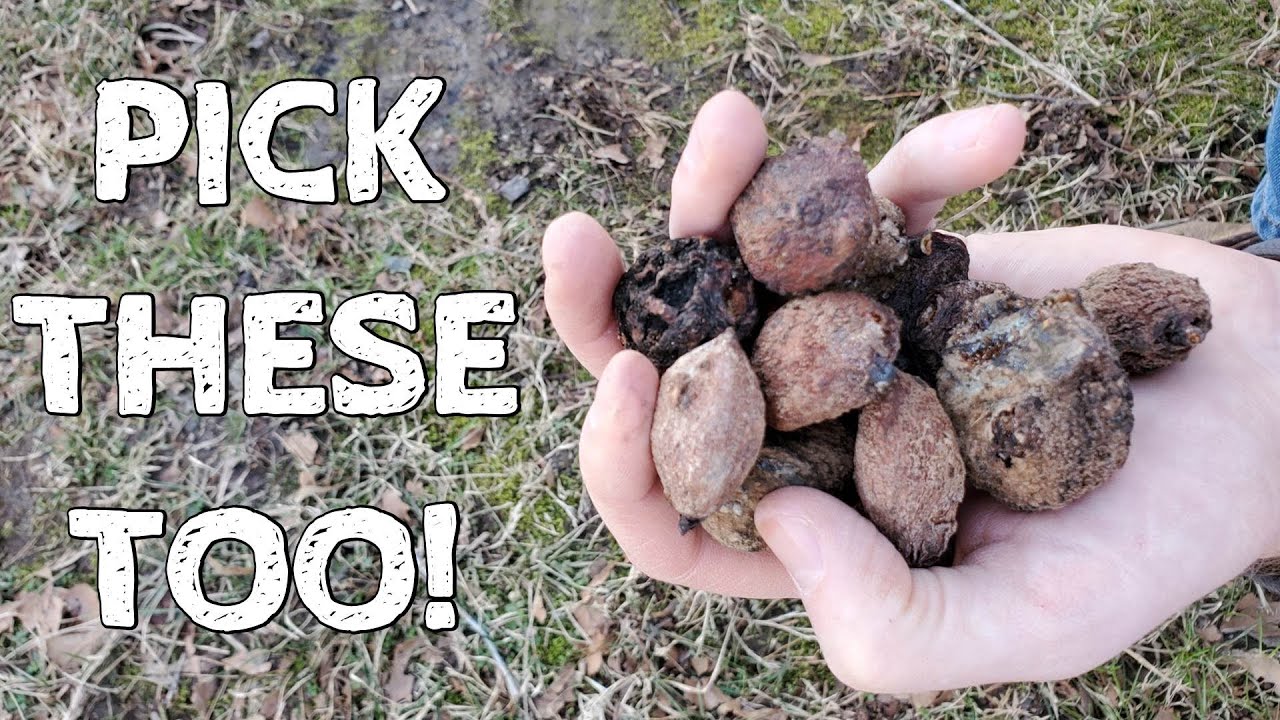 Clearing Brown Rot Out Of The Orchard
