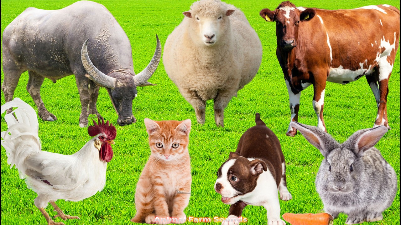 Relaxing Animal Sounds: Horse, Piglet, Duck, Peacock, Rabbit, Cow, Cat &ndash;  Animals Sounds
