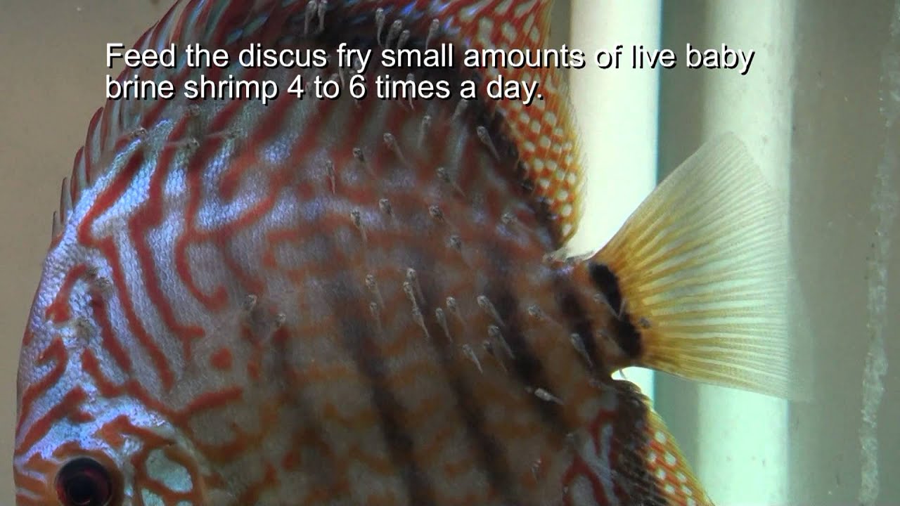 Discus Fish Breeding Tip - Stopping Discus Pairs from Eating Fry