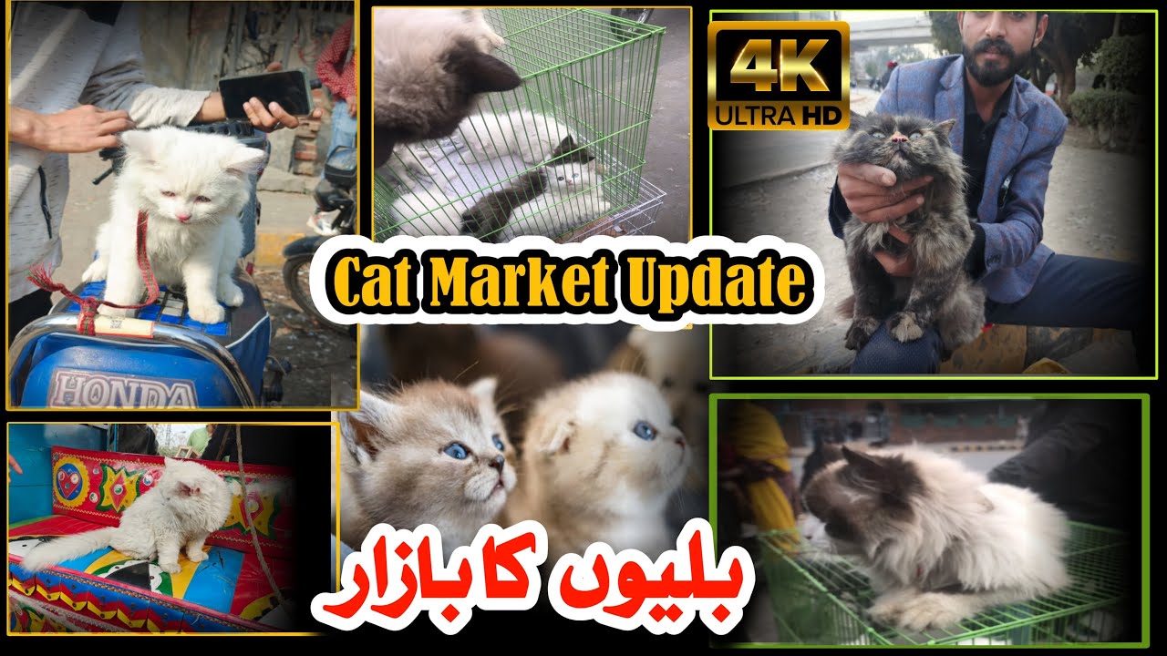Cat For Sale || Kitten For Sale || Cat Market Lahore Update