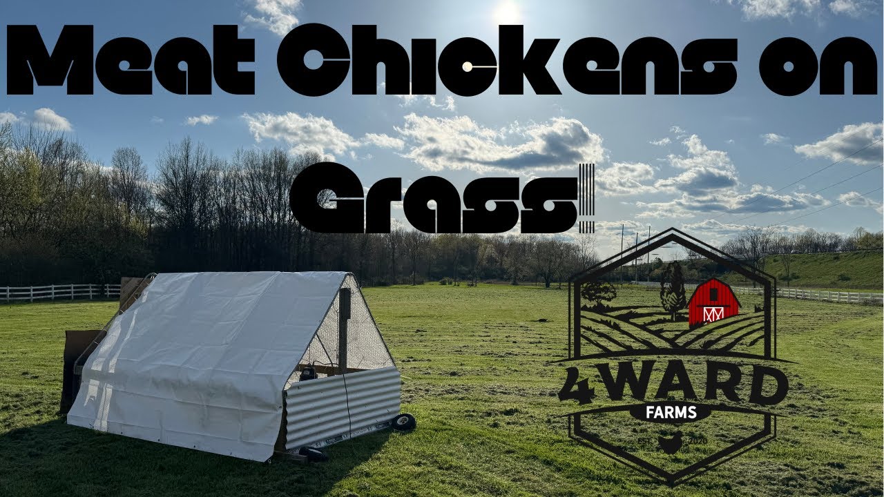 Meat Chickens on Grass - Spring 2024 - Best Day of a Chicken's Life!!!