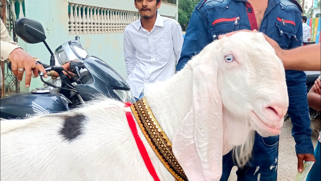 ujjain goat compitition ujjain bakra tournament