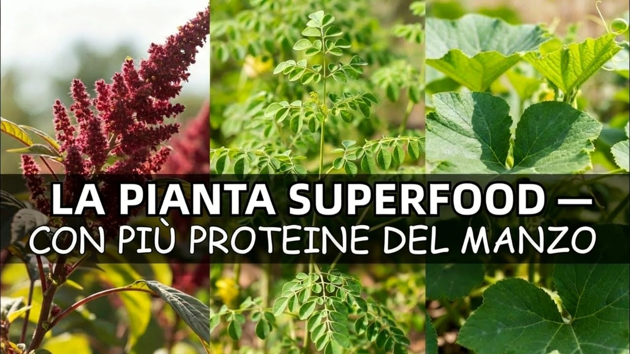 7 Piante Superfood Con Più Proteine Della Carne Di Manzo