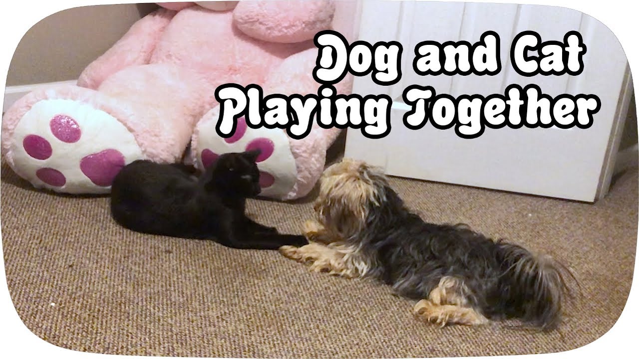 Dog and Cat Playing Together