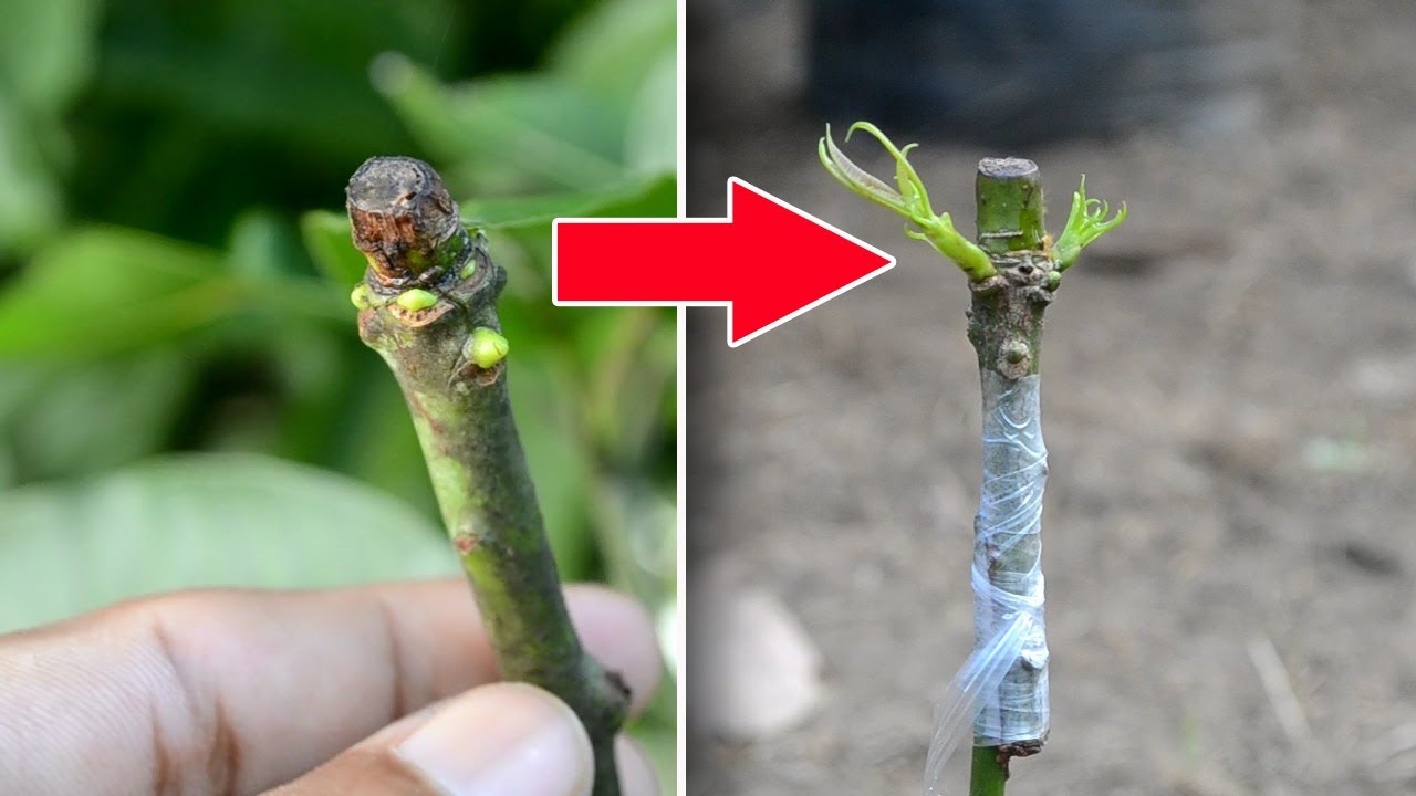 GRAFTING MANGO TREE | Trick To Choose The Good Scion And Grafting It