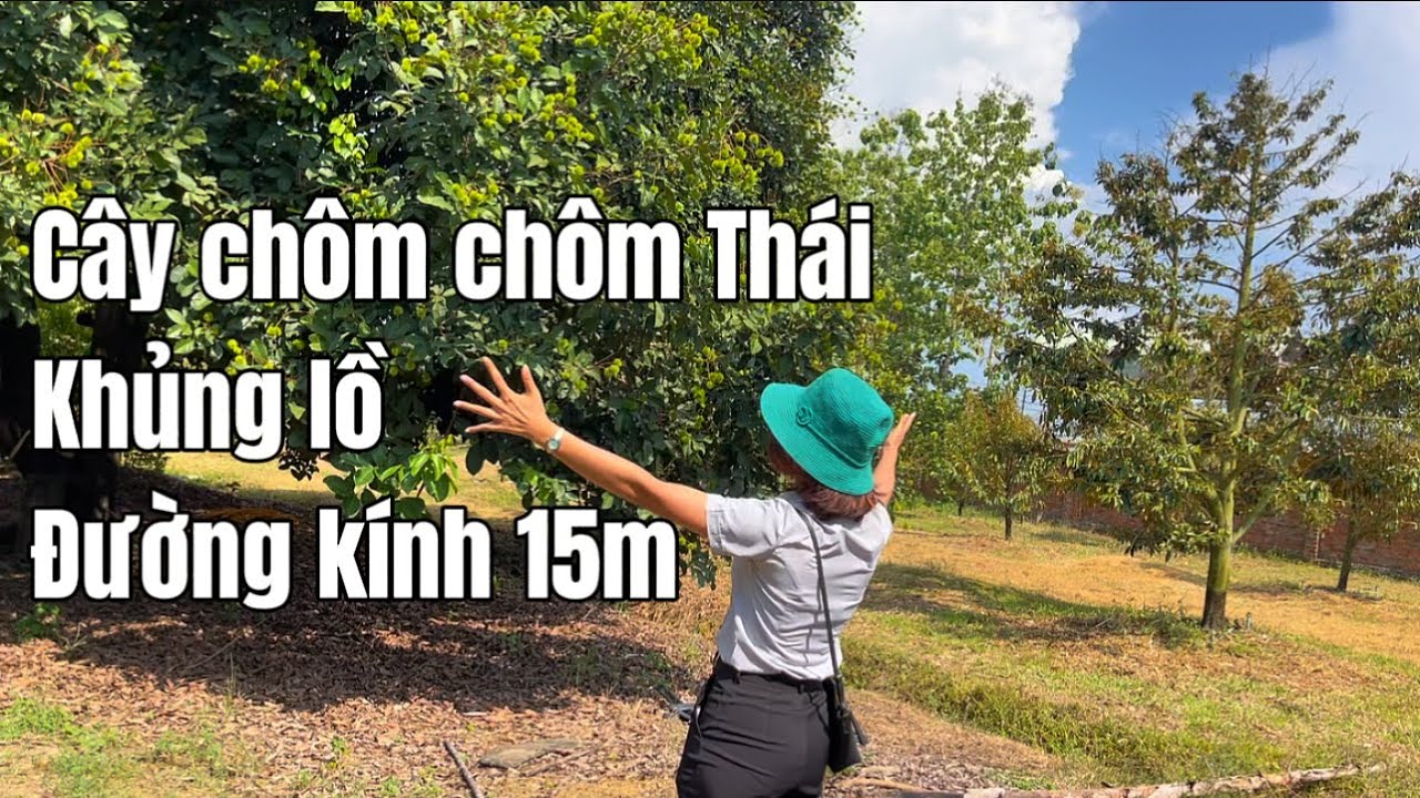 Nhà vườn 2 Mặt tiền Trái cây thập cẩm thấy mê!