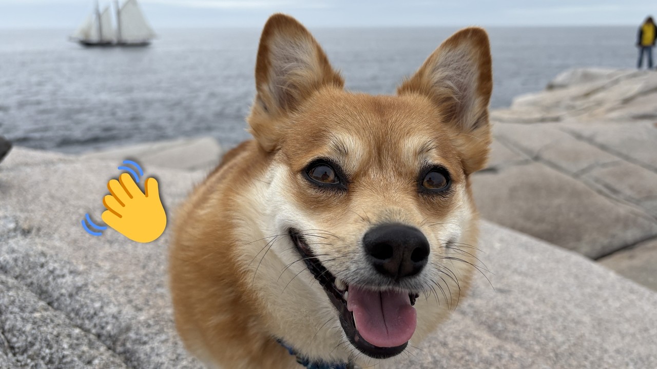 🦊🌊🐾...😴