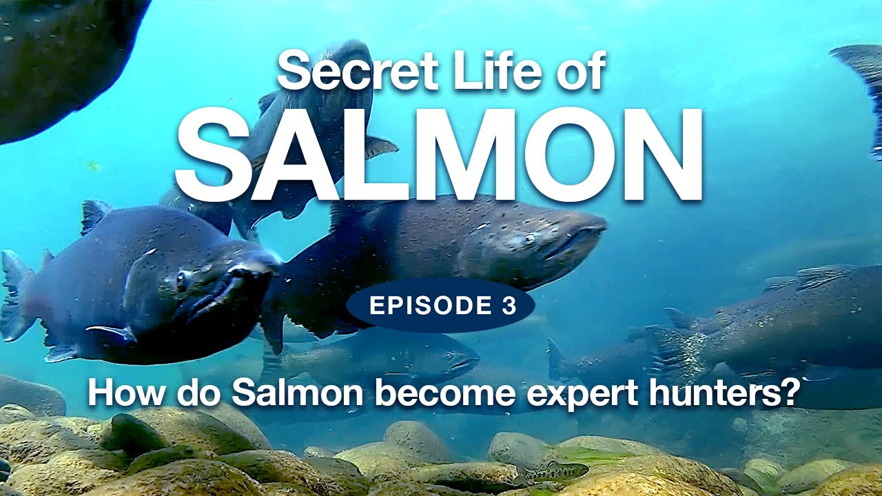 Secret Life of Salmon  |  Episode 3 - 