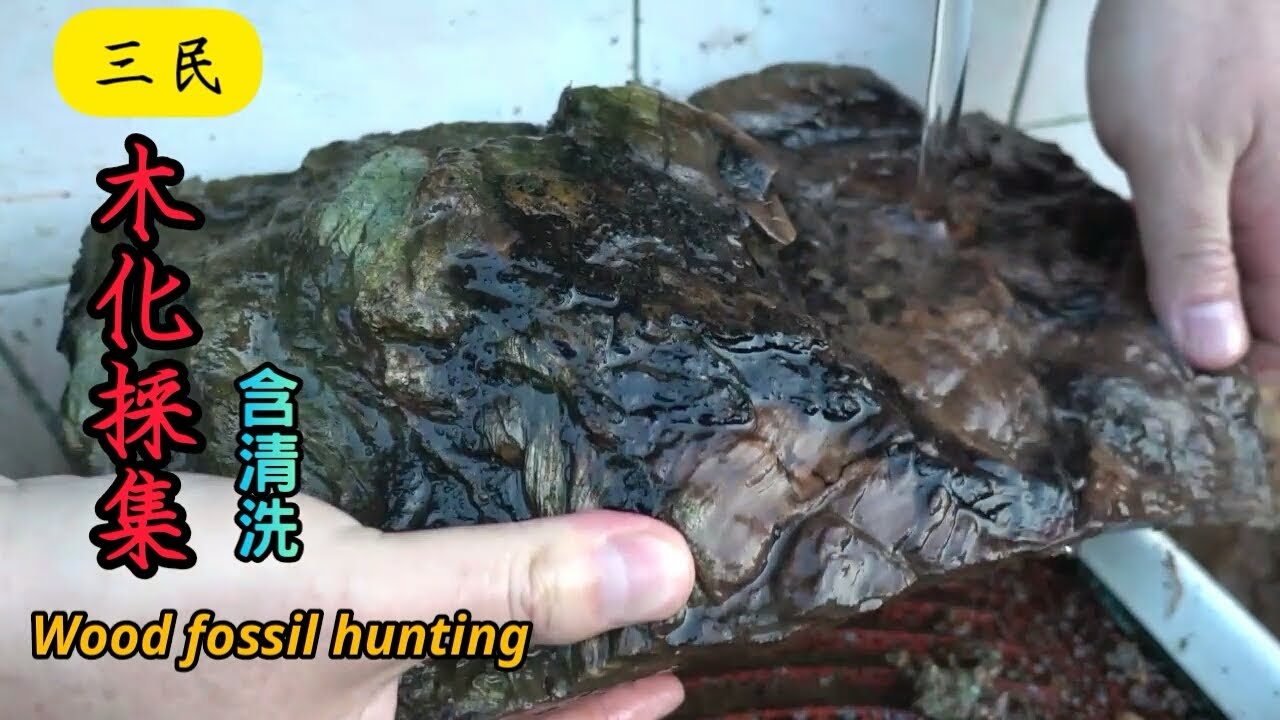【力克行腳】三民木化採集(含清洗) | Wood Fossil Hunting