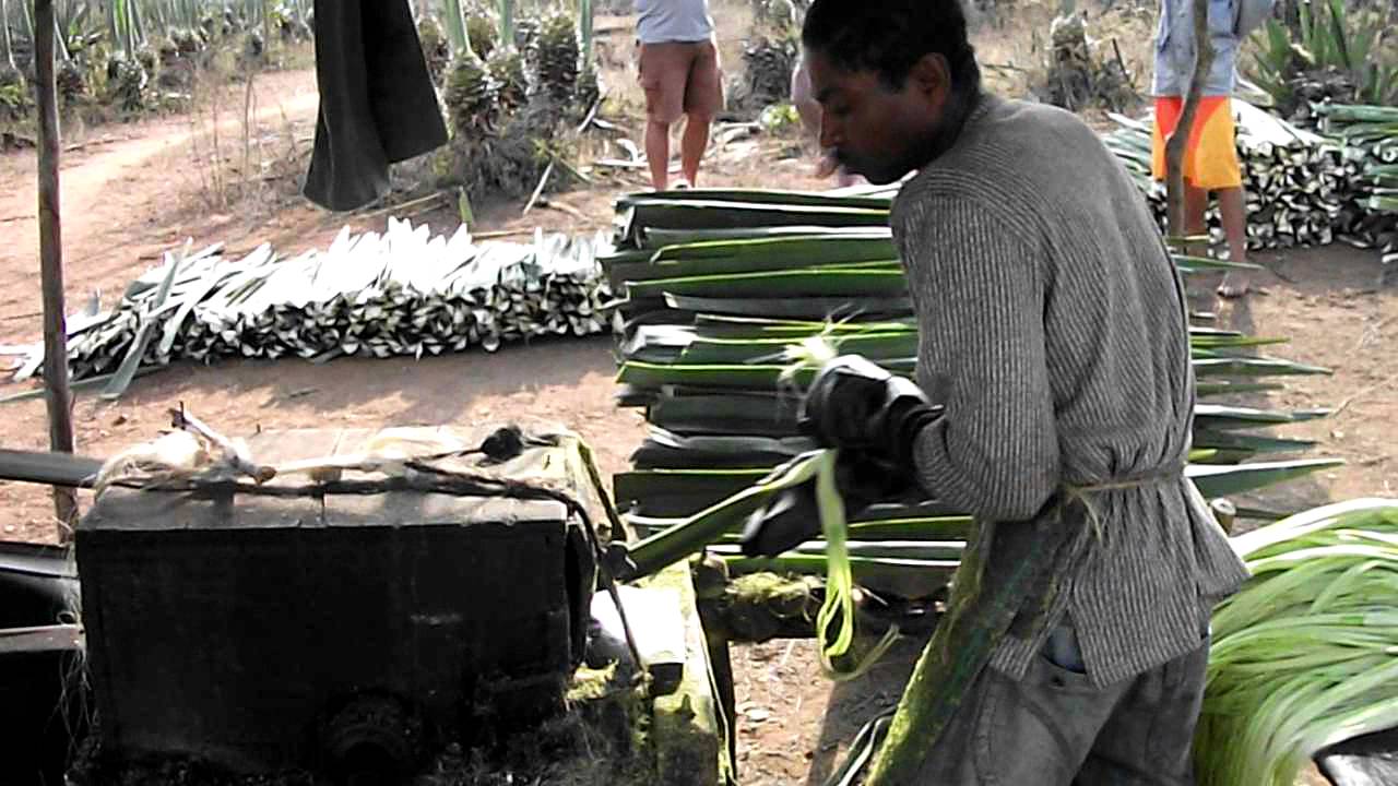 Motor de Sisal ou Máquina Desfibradora.