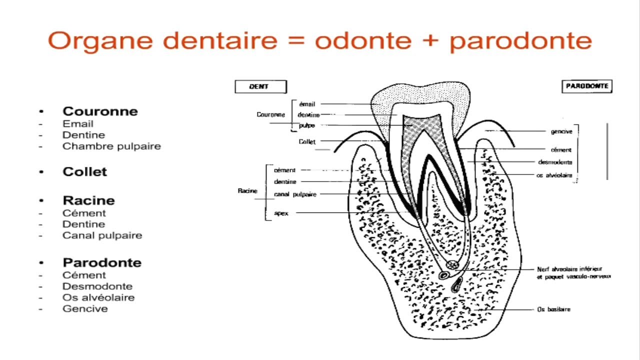 Anatomie dentaire