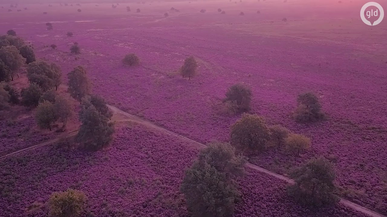 Paarse heide! Zo mooi staat de Veluwe in bloei (Drone)
