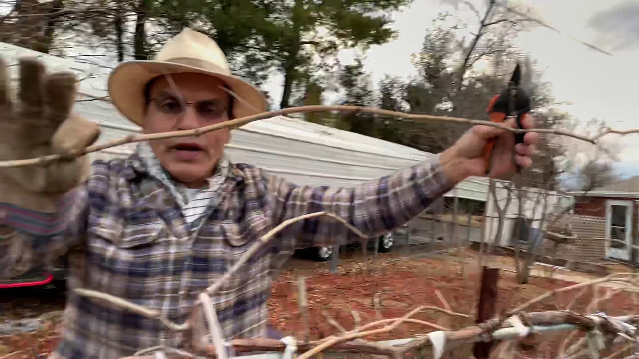 How grown grape trees هرس درخت انگور در زمستان