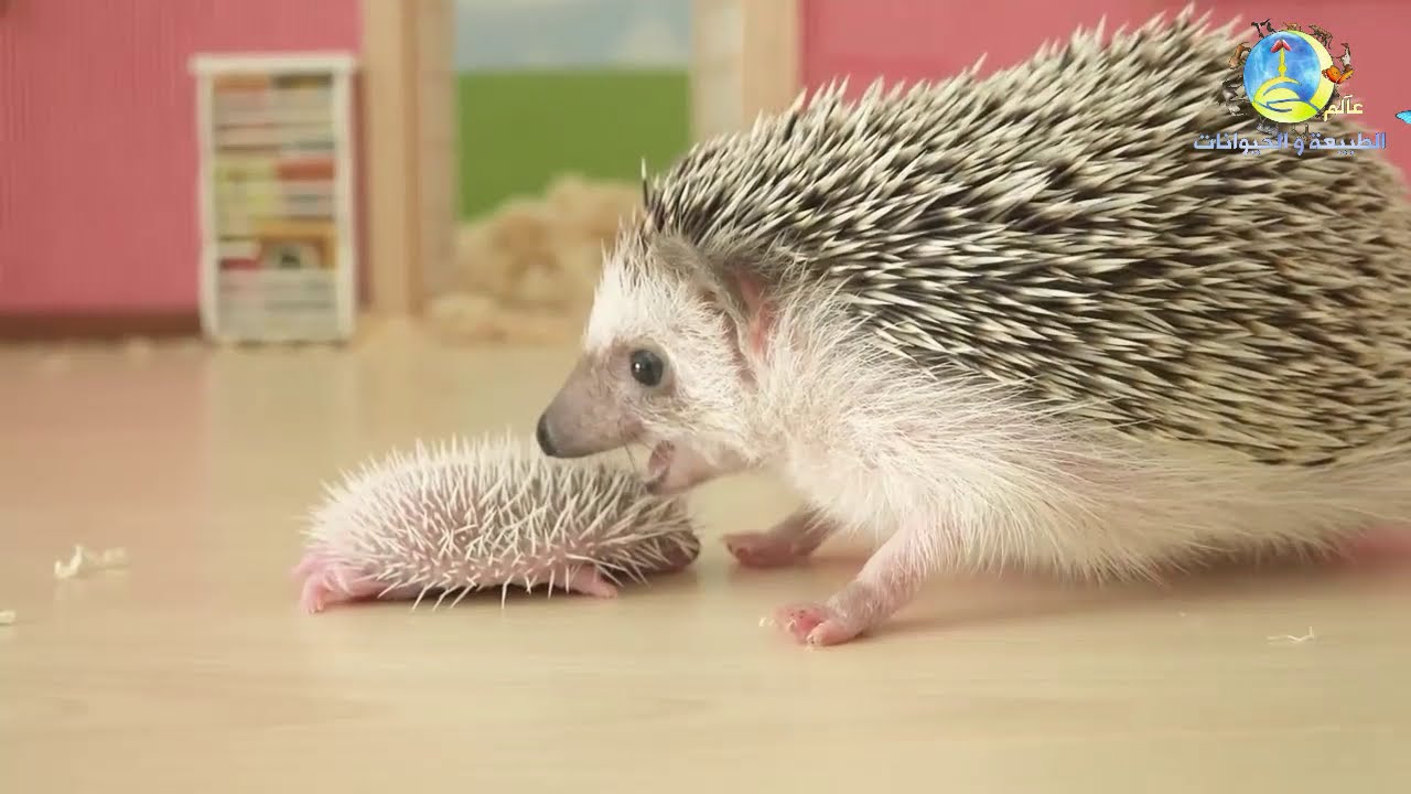 القنفذ لقطات رائعة و فيديو جميل عن القنفذ || Hedgehog Boat