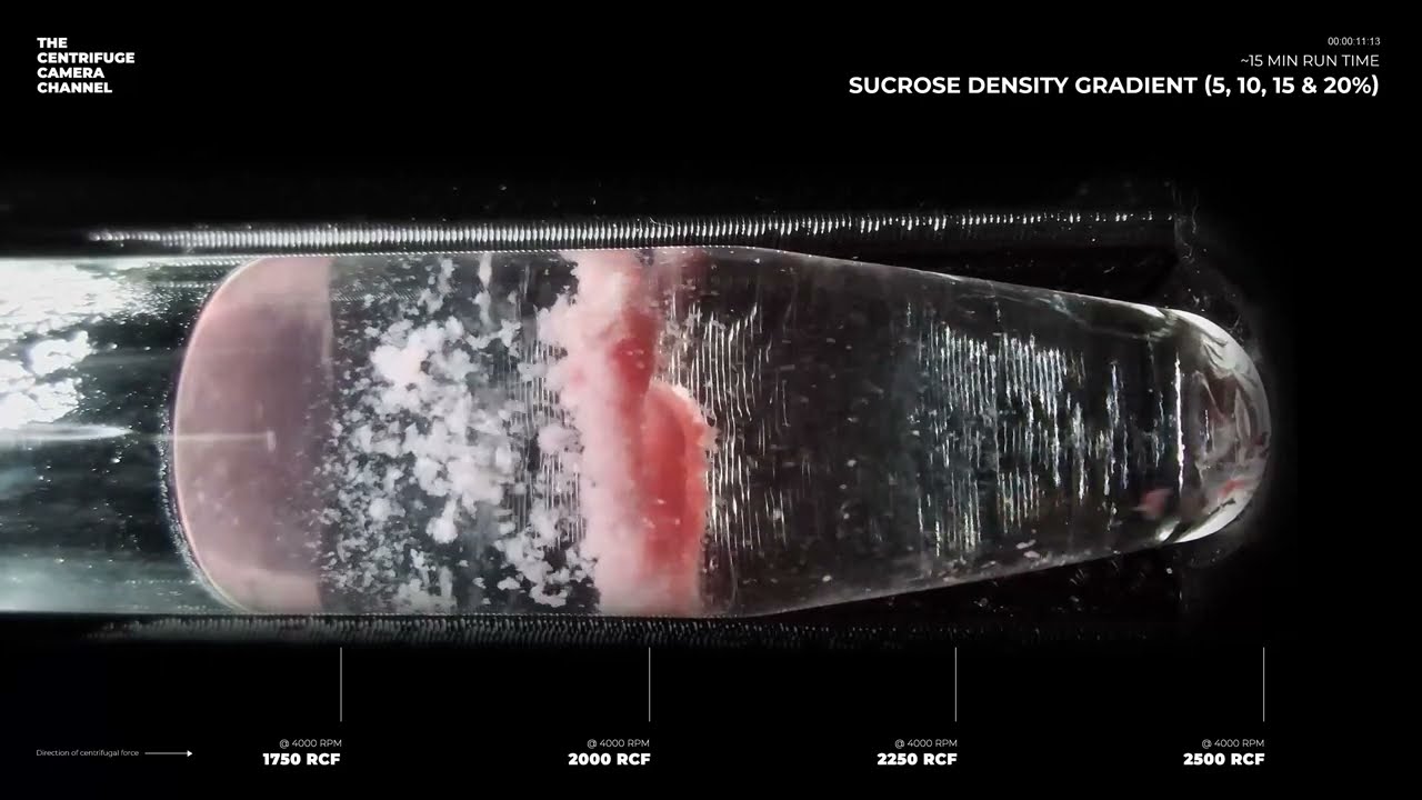 Sucrose Density Gradient Experiment