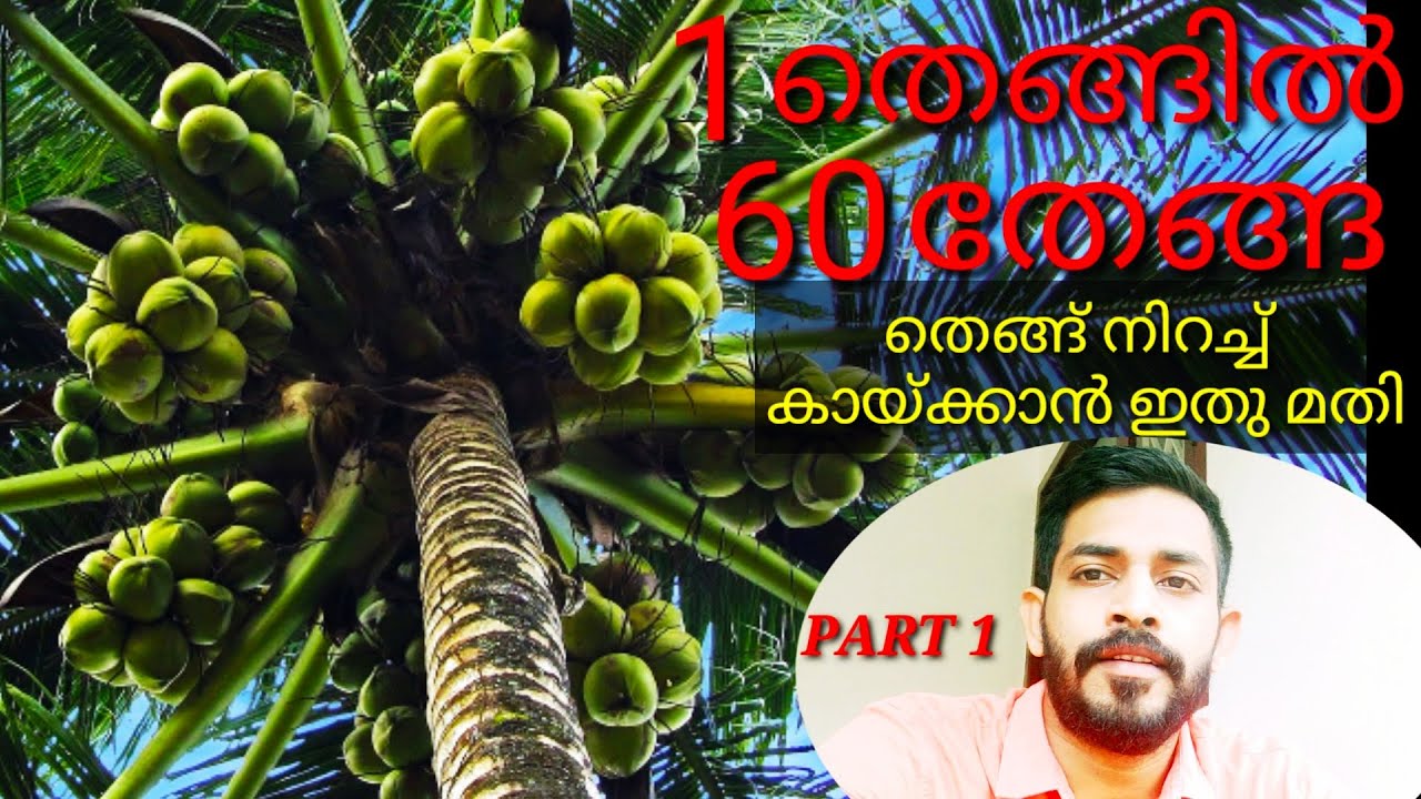 #thenge #thenge_krishi #thenga | ഒരു തെങ്ങിൽ 60 തേങ്ങ, തെങ്ങ് നിറച്ച് കായ്ക്കാൻ ഇത് മതി
