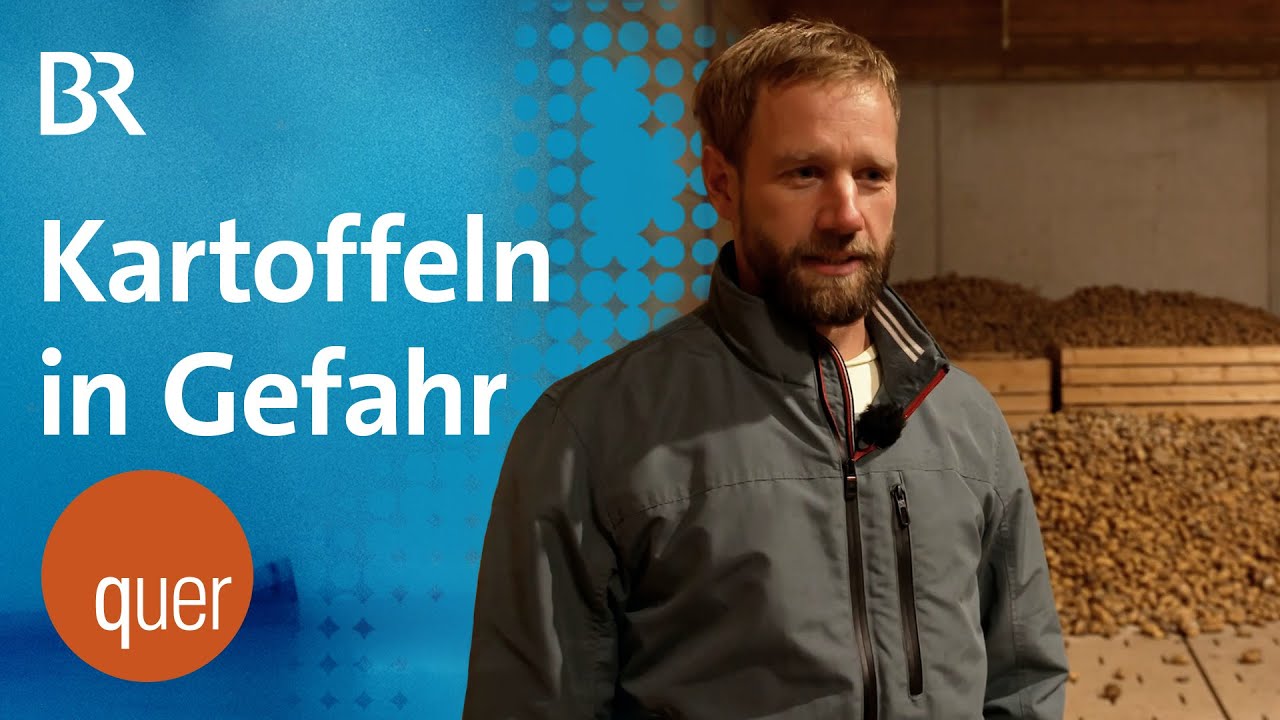 Schädling bedroht Bayerns Ernte: Zikade macht Kartoffeln ungenießbar | quer vom