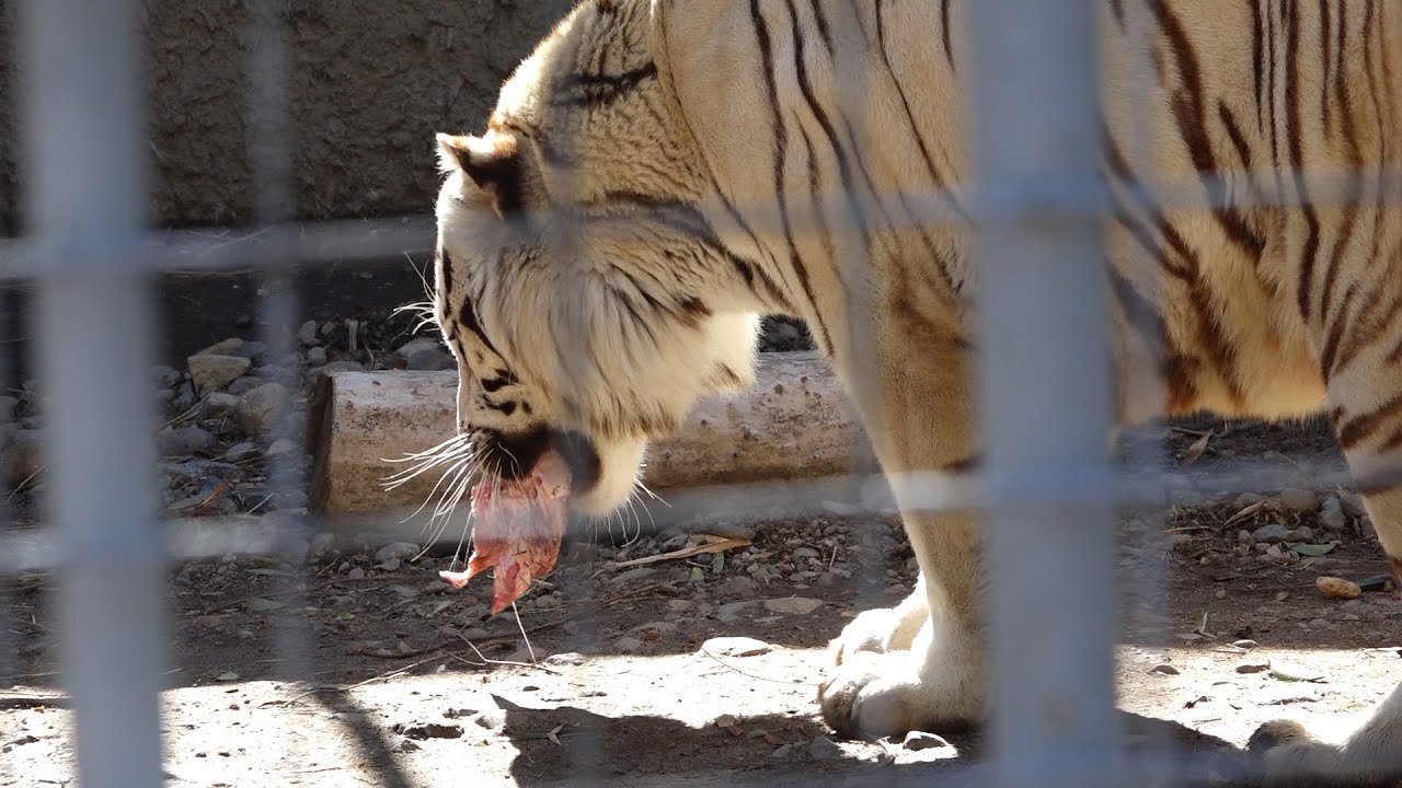 Esto comen los animales en el zoológico.