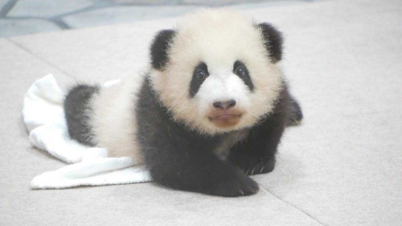 【パンダ】彩浜ちゃん(チビ浜)😍ヨチヨチ動いて可愛いです02【panda】