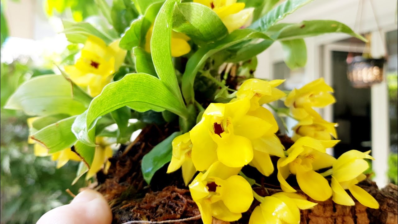 #Promenaea xanthina#(Променея)- Любительница Прохлады в Жарком Климате😘