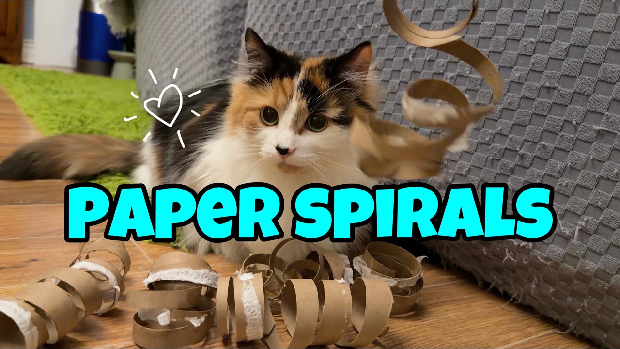 Я сделала бумажные спирали для своих кошек, и вот их реакция!