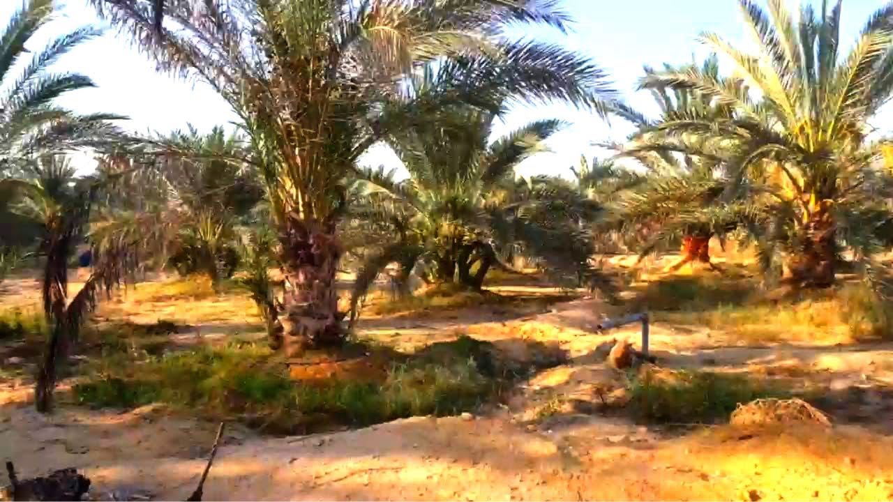 مزرعة ممتازة 100 فدان قابلة للتقسيم في وادي النطرون طريق مصر اسكندرية الصحراوي