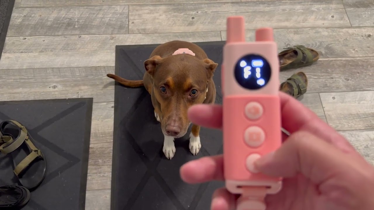 Jugbow DT-59 Dog Training Collar Unboxed & Fully Tested – Honest Review