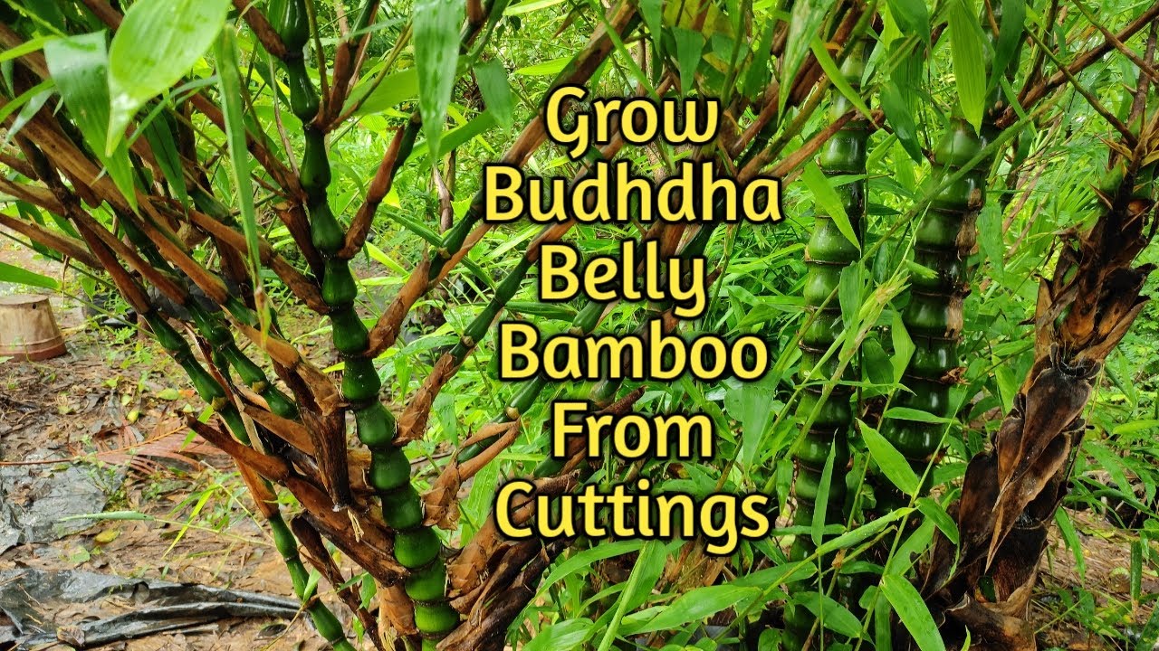 How to Grow/Propagate a Buddha Belly Bamboo plant from cuttings|बुद्धा बाँस  को कट्टिंग से उगाए|