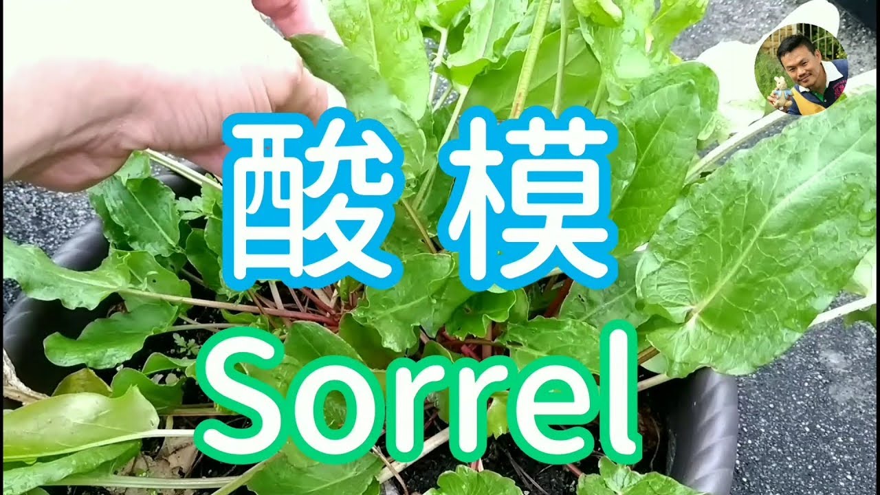 綠酸模 vs 紅酸模【美味料理生力軍】