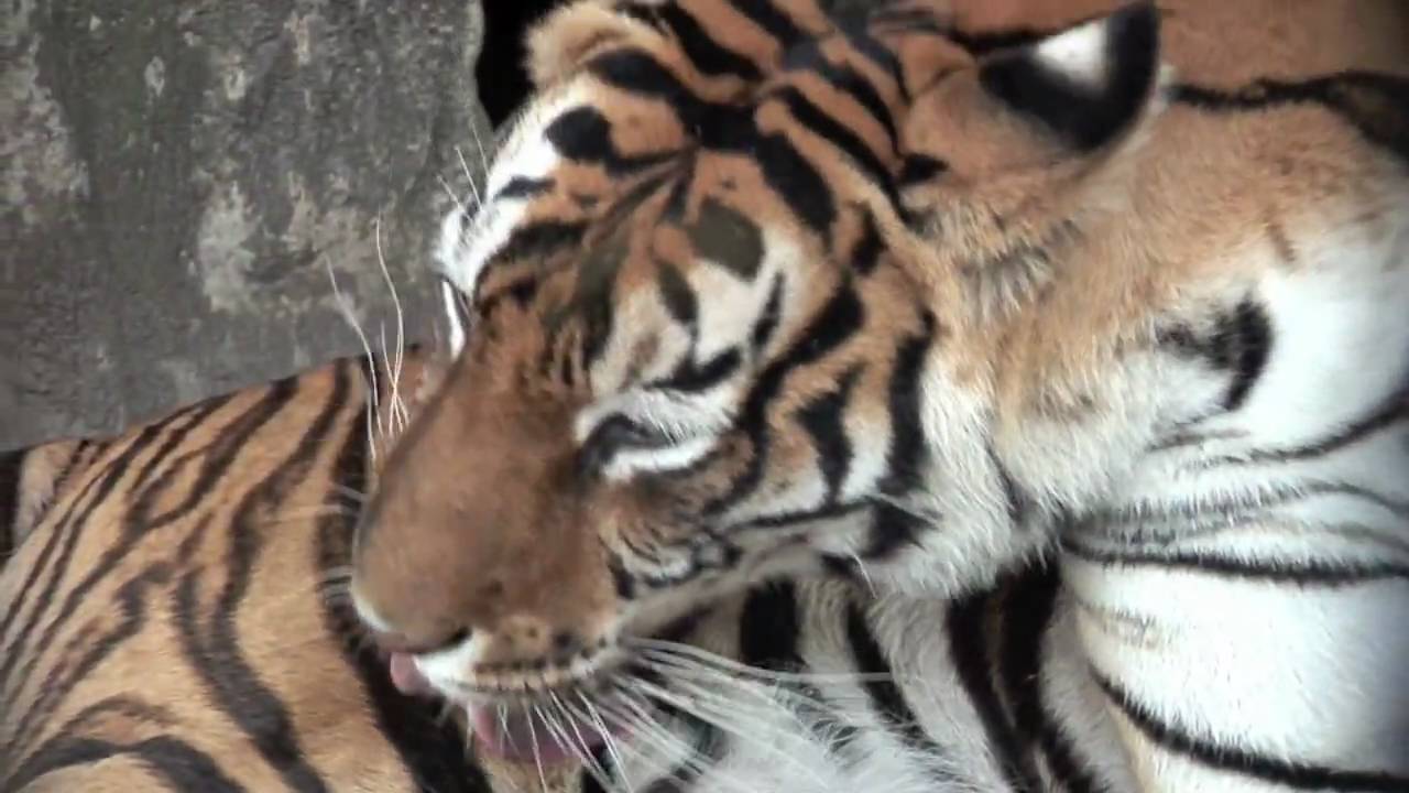 Save Tigers & Bobcats!