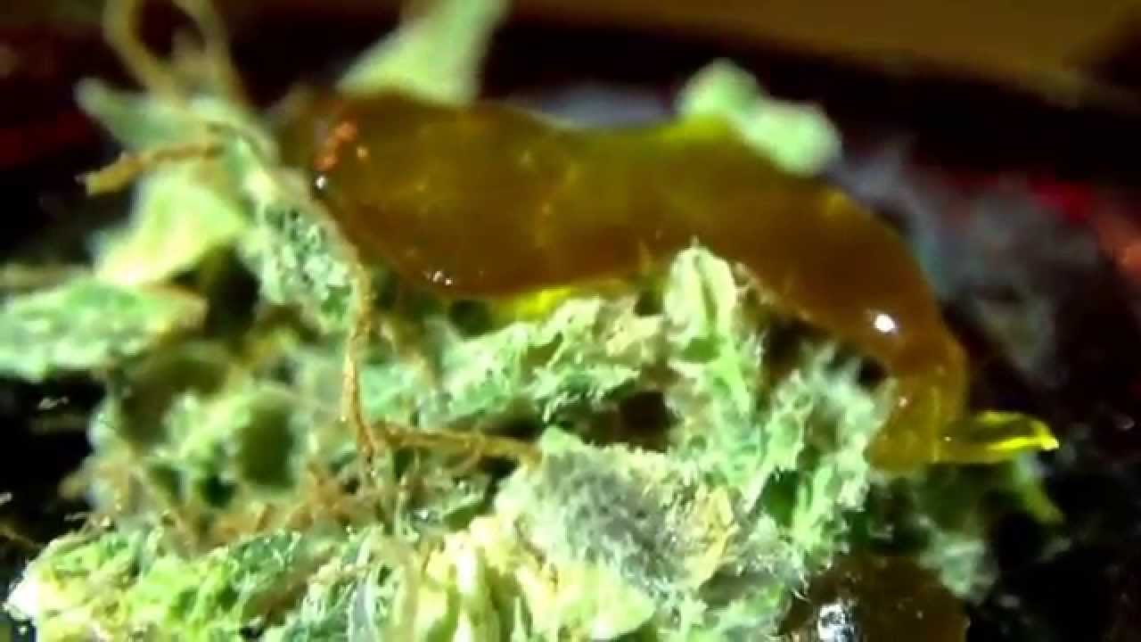 A Nice Stoney Bowl of Some Bubba Kush Flowers and Jack Herrer Oil on top
