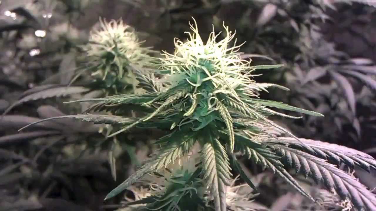 Weed Walk Eps. 17