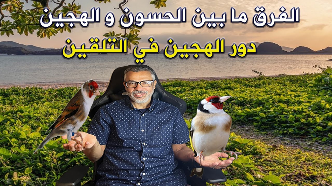 الفرق بين الحسون و الهجين و ما دور الهجين في التلقين