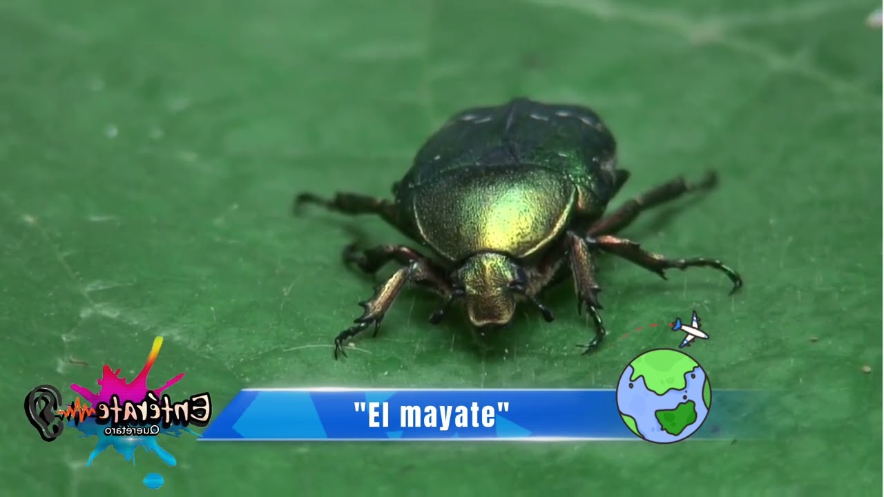 conoce la vida del insecto mayate