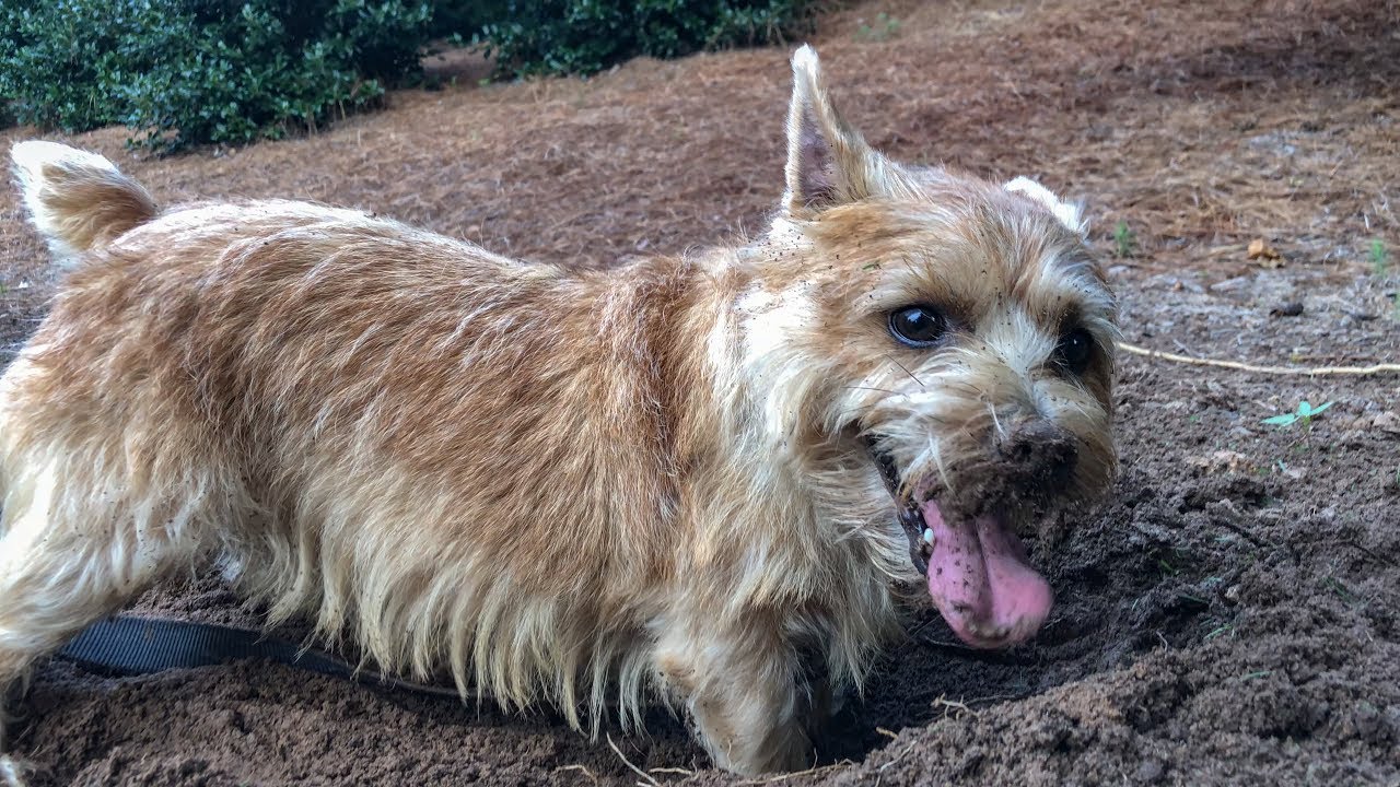 Norfolk Terriers Dig Baby Dig