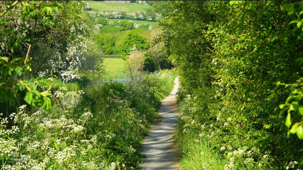 Best Place To Relax | Stunning Countryside Canal | Birds Chirping | Where Peace Grows Wild