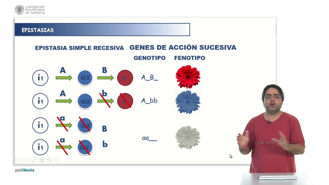 Interacciones génicas - Epistasias simples | 10/17 | UPV