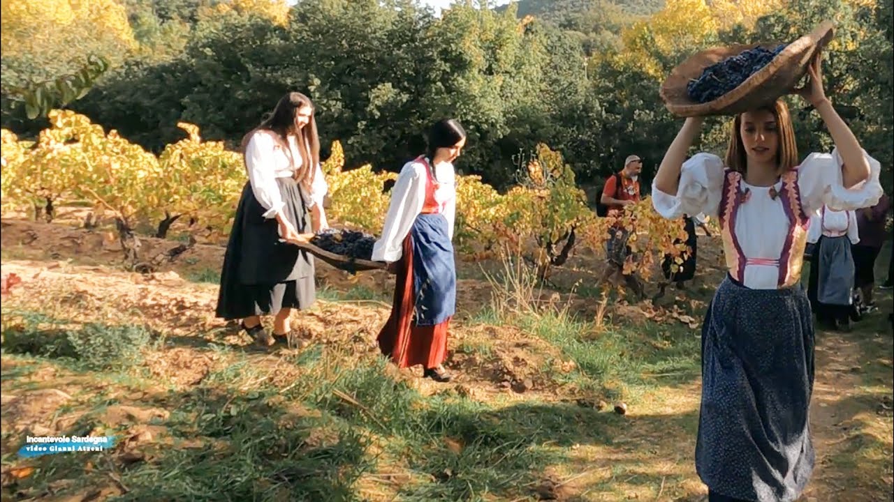 Sa innenna a s' antiga (la    vendemmia all' antica) #autunnoinbarbargia2022 #sorgono #sardegna