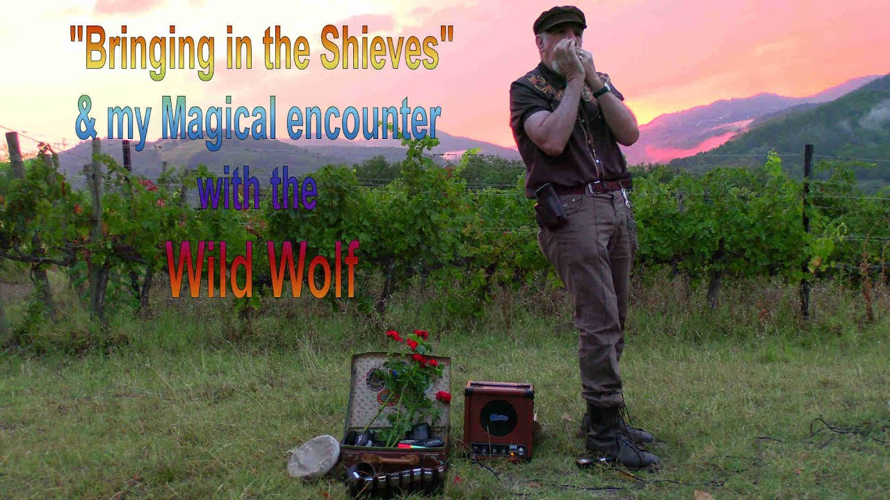 N* 156 Worship song  Bringing the Shieves played at magical moment of Sunrise & encounter with Wolf