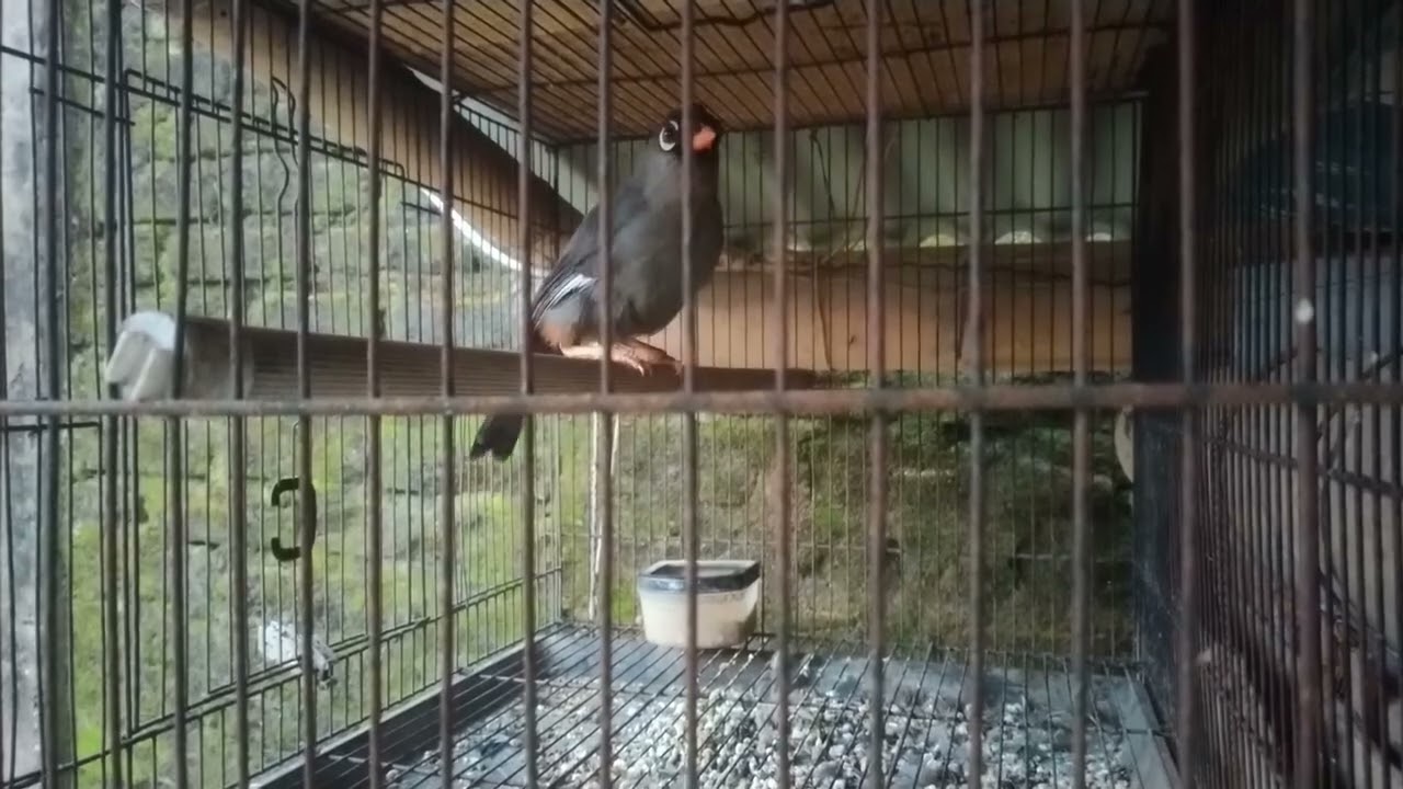Poksay Mandarin gacor 