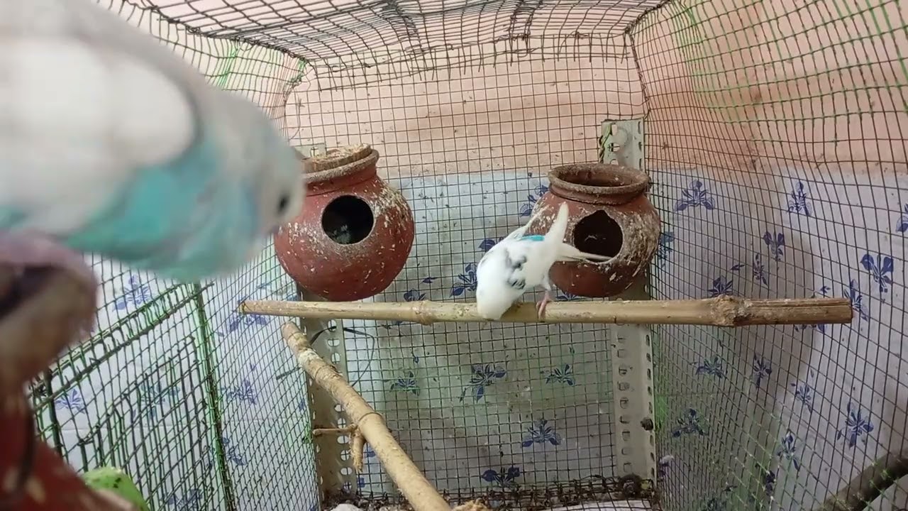 Budgies play time in my home colony. Beautiful lovebirds #ourcool #birdsound
